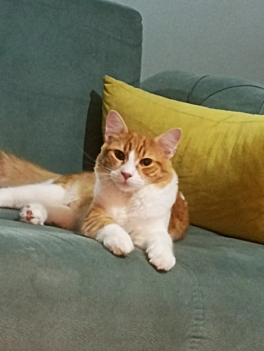I want to find a new home for my cat.