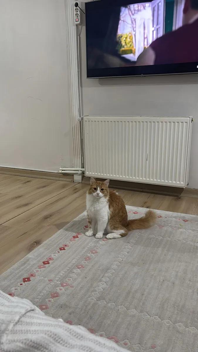 I want to find a new home for my cat.