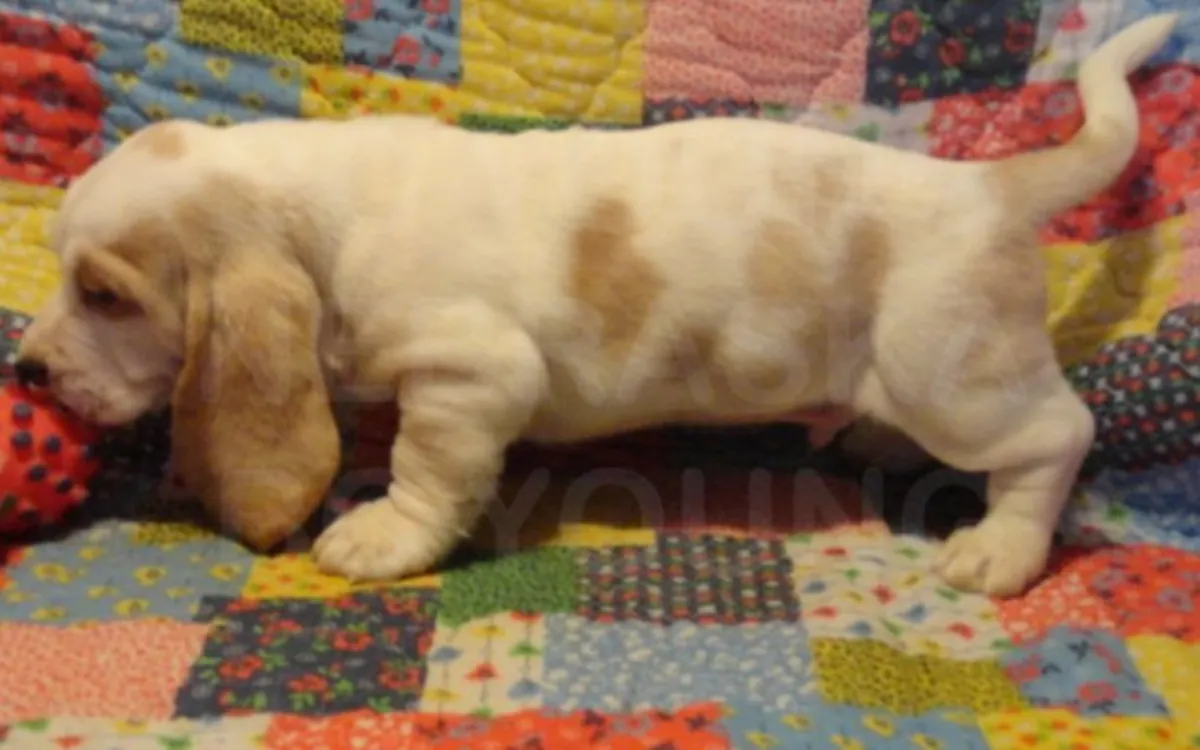 Chiots Basset Hound.