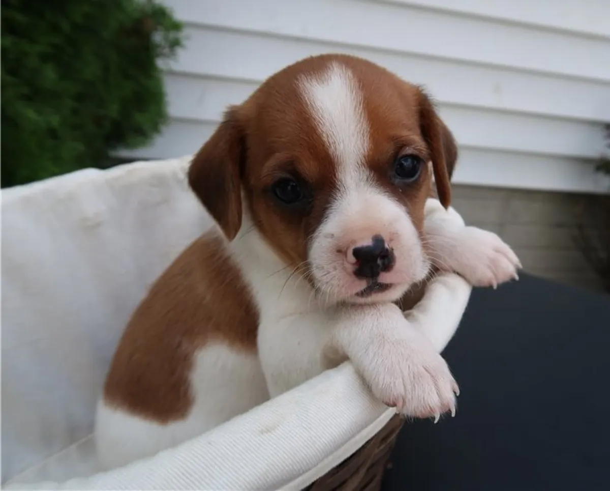 Magnifiques chiots Cavalier King Charles inscrits au Kennel Club
