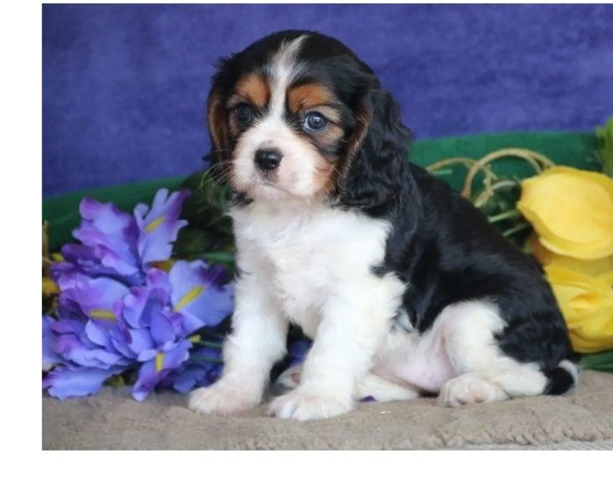Magnifiques chiots Cavalier King Charles inscrits au Kennel Club