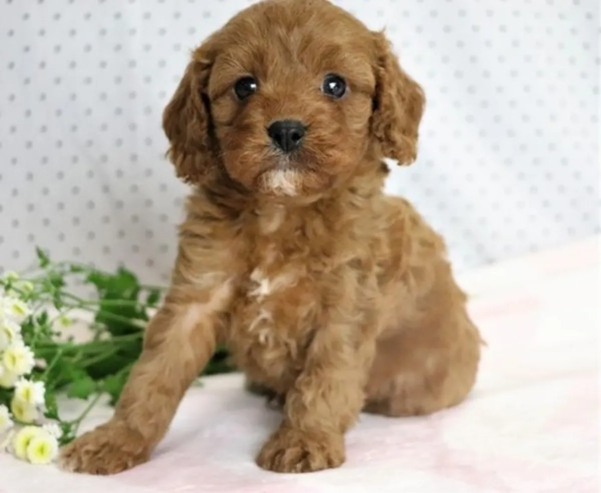 Chiots Cavapoo disponibles dès maintenant
