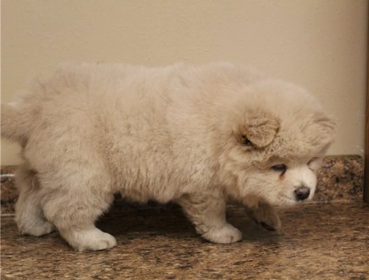 Chiots Chow Chow à vendre