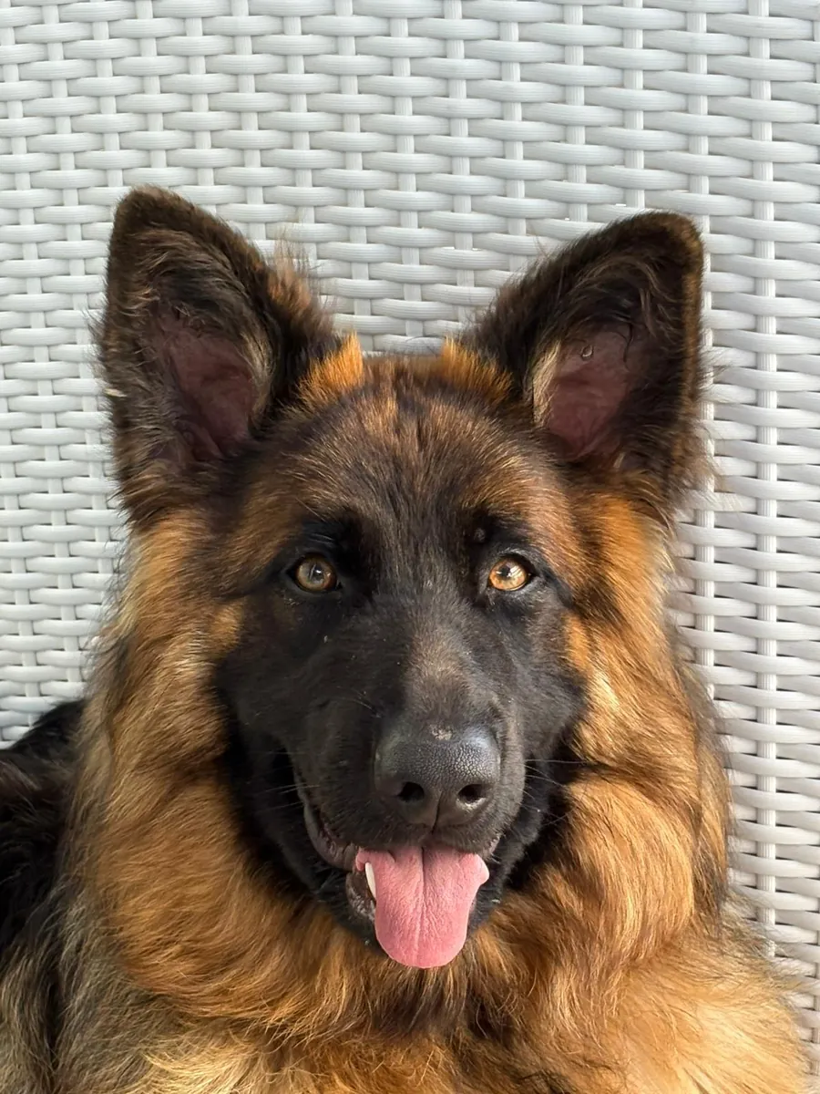 We are looking for the right family for Arya, a 2-year-old trained German Shepherd.