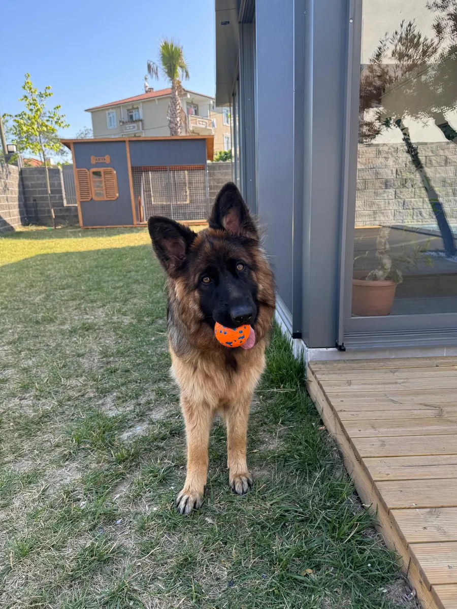 We are looking for the right family for Arya, a 2-year-old trained German Shepherd.