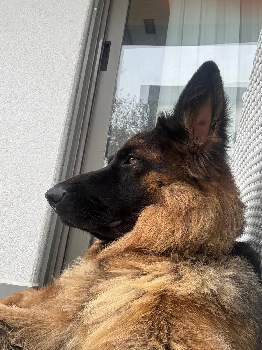 We are looking for the right family for Arya, a 2-year-old trained German Shepherd.