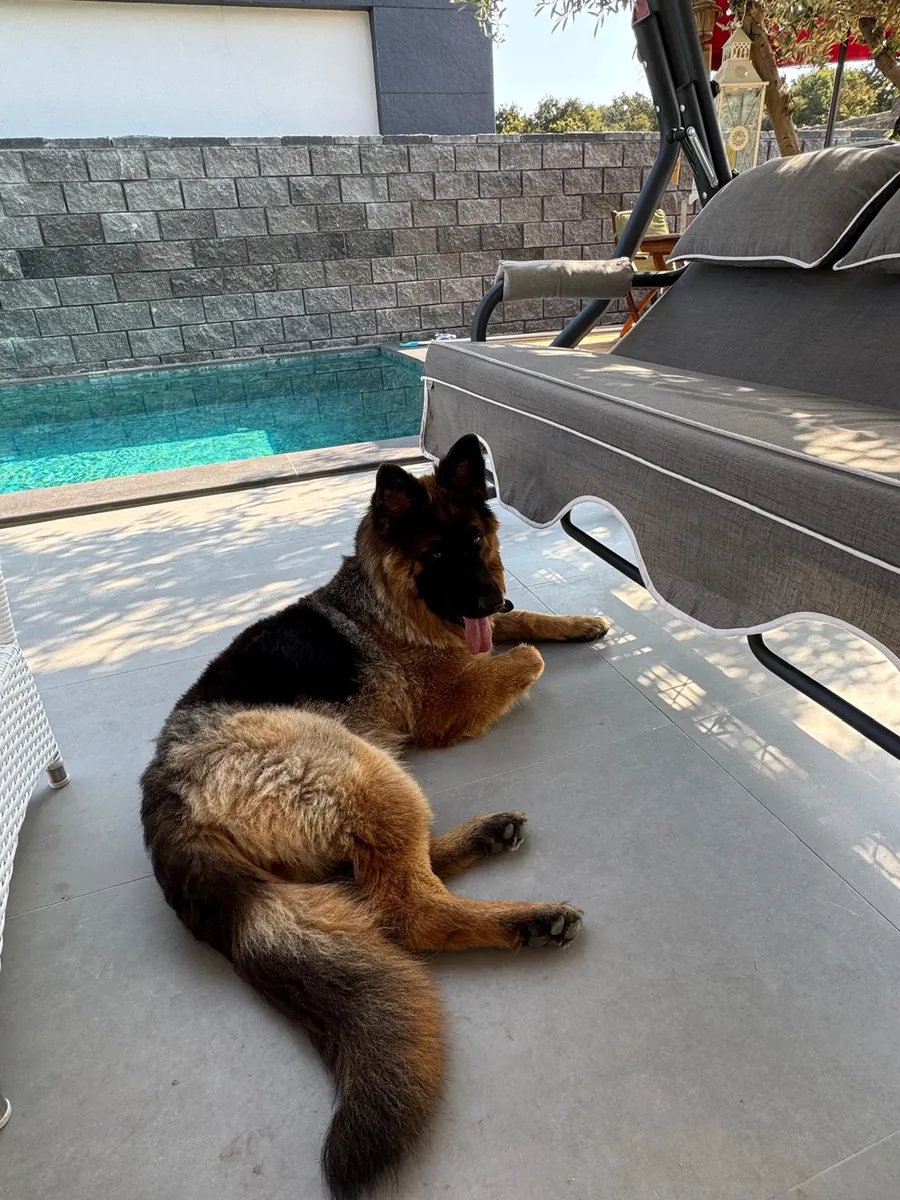 We are looking for the right family for Arya, a 2-year-old trained German Shepherd.