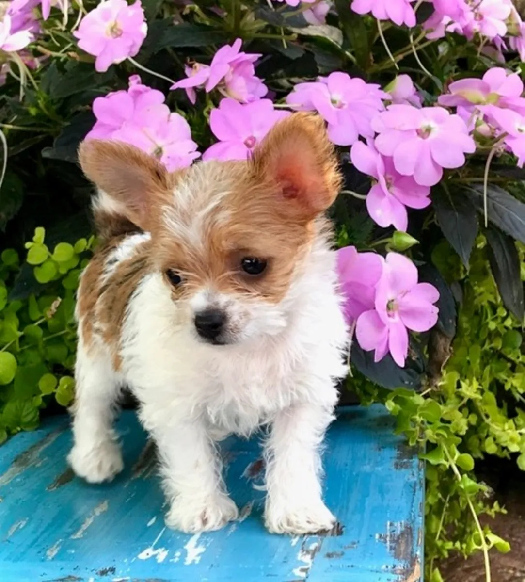 Chiots Chorkie à vendre