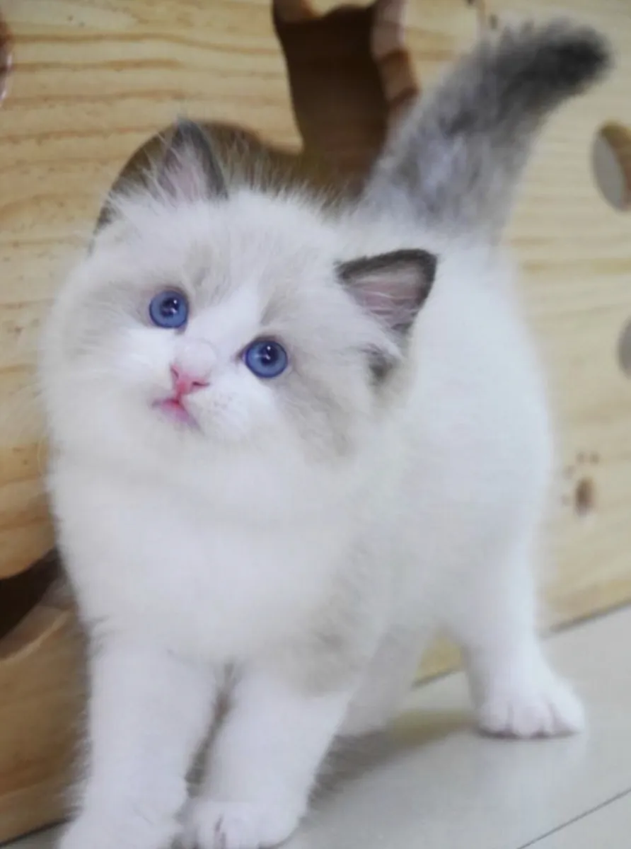 Donne Chaton