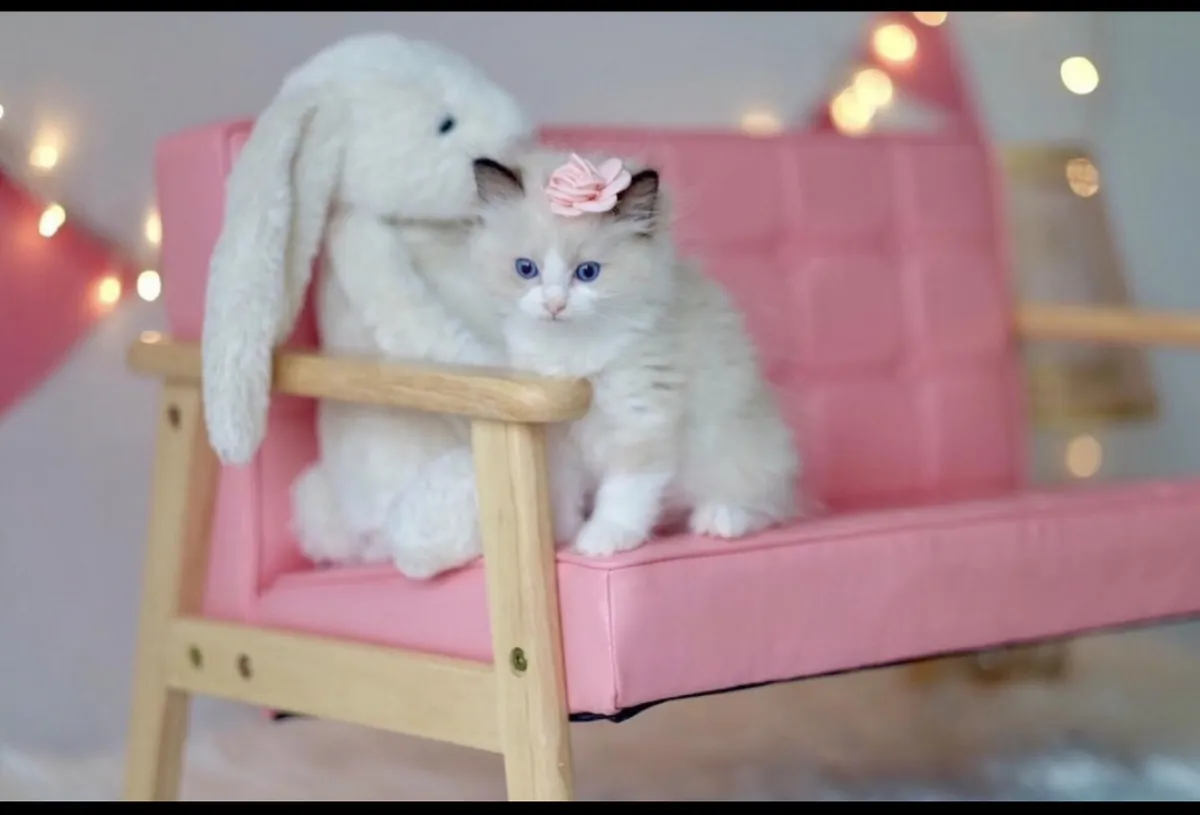 Donne Chaton