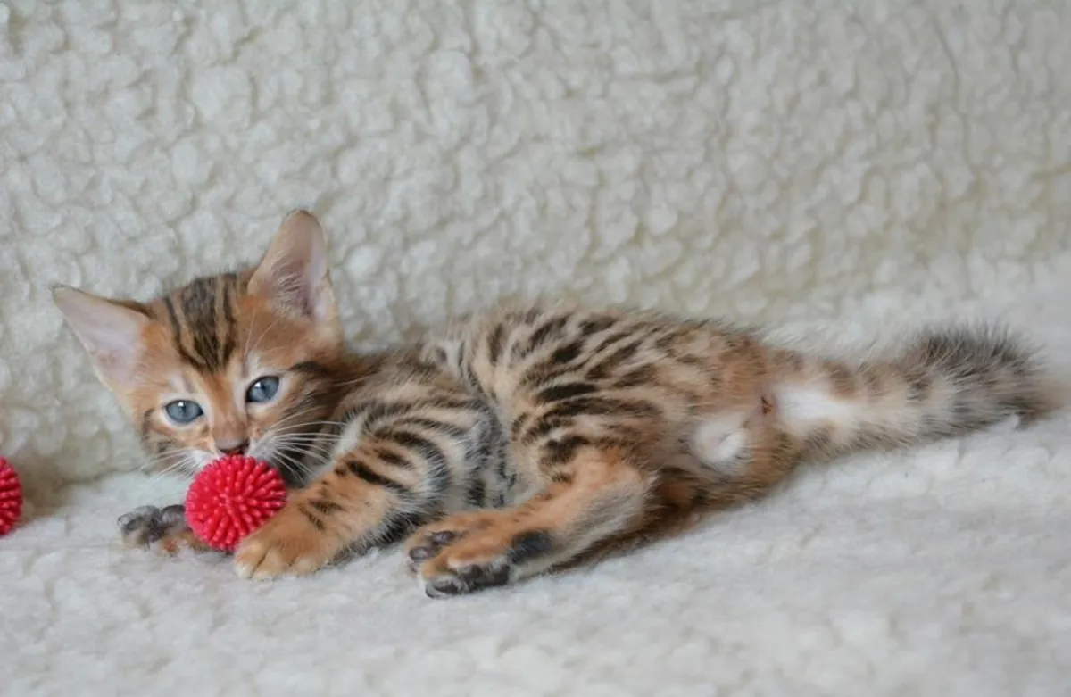 Adorable gatito bengalí