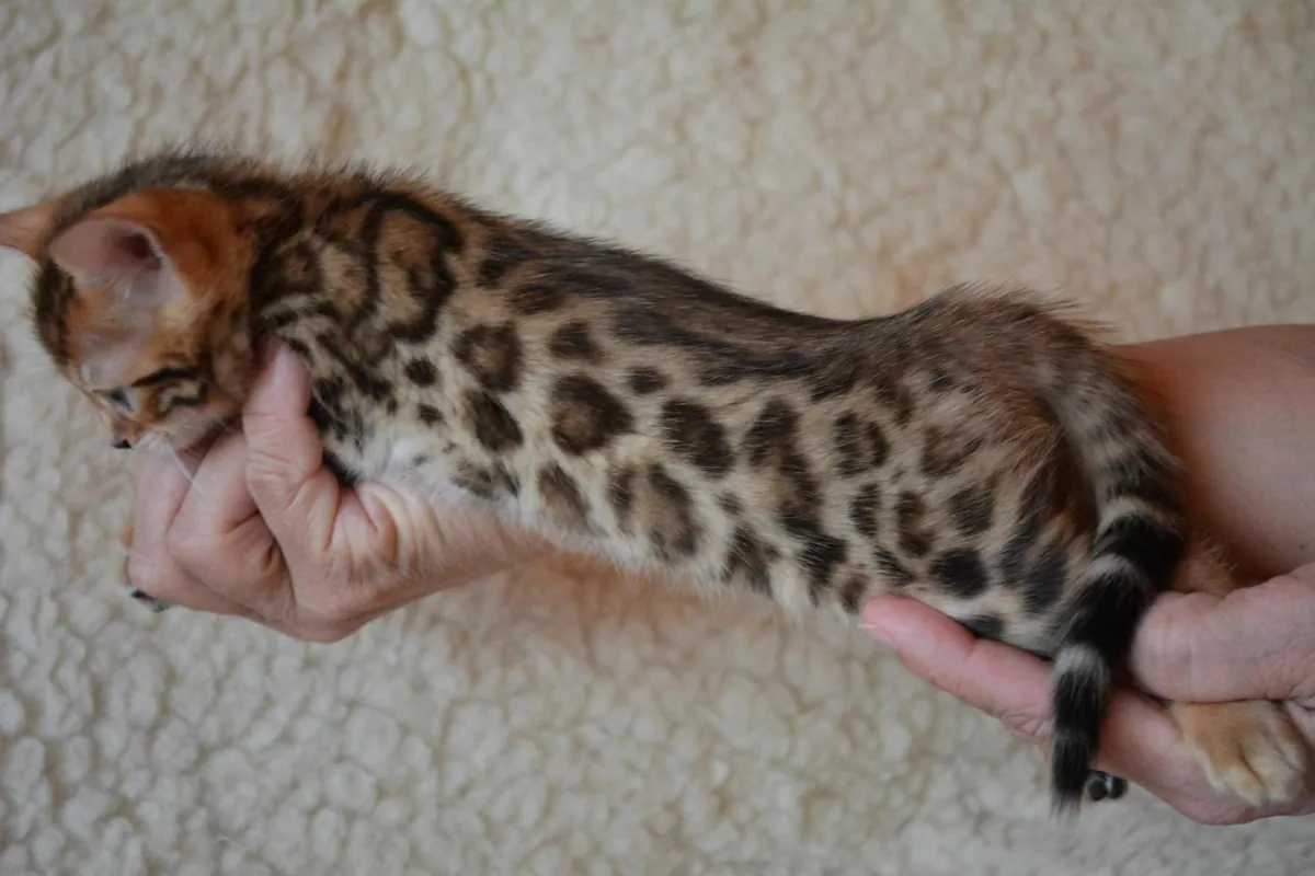 Adorable gatito bengalí