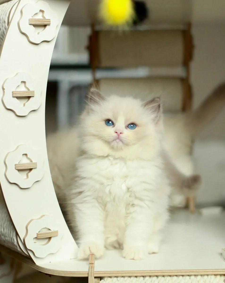 Adoption ragdoll
