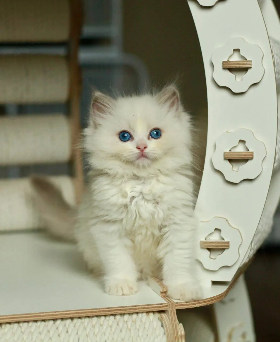 Adoption ragdoll