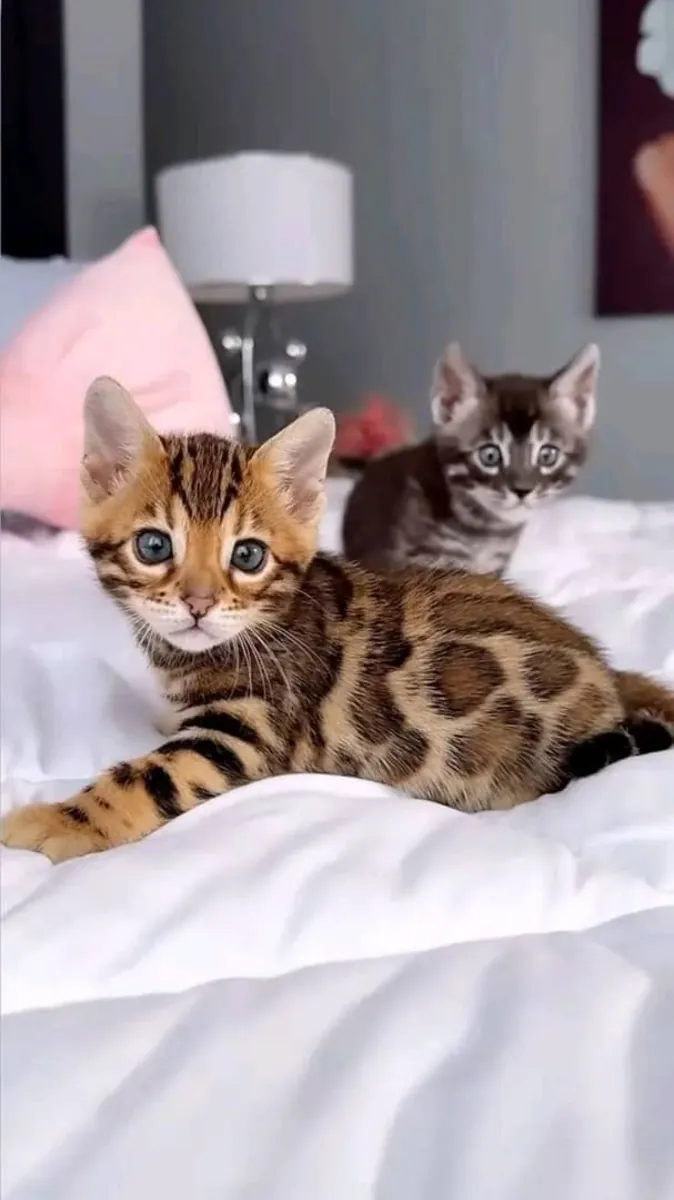 Очаровательный котенок