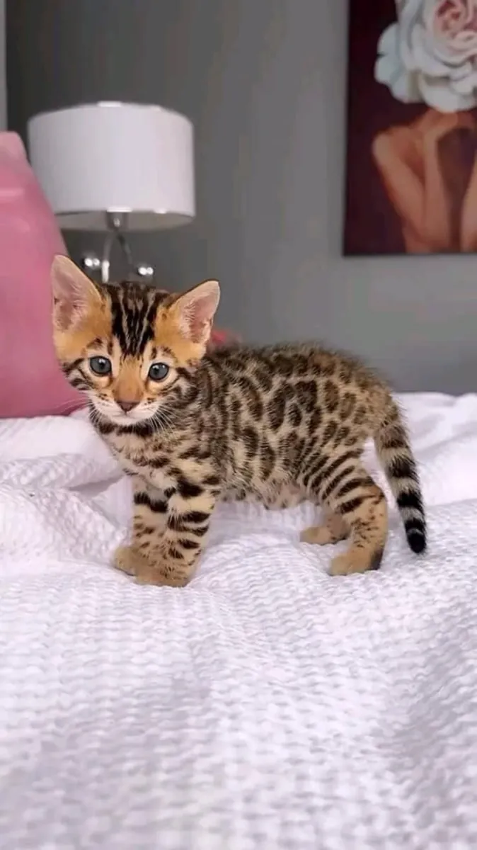 Очаровательный котенок