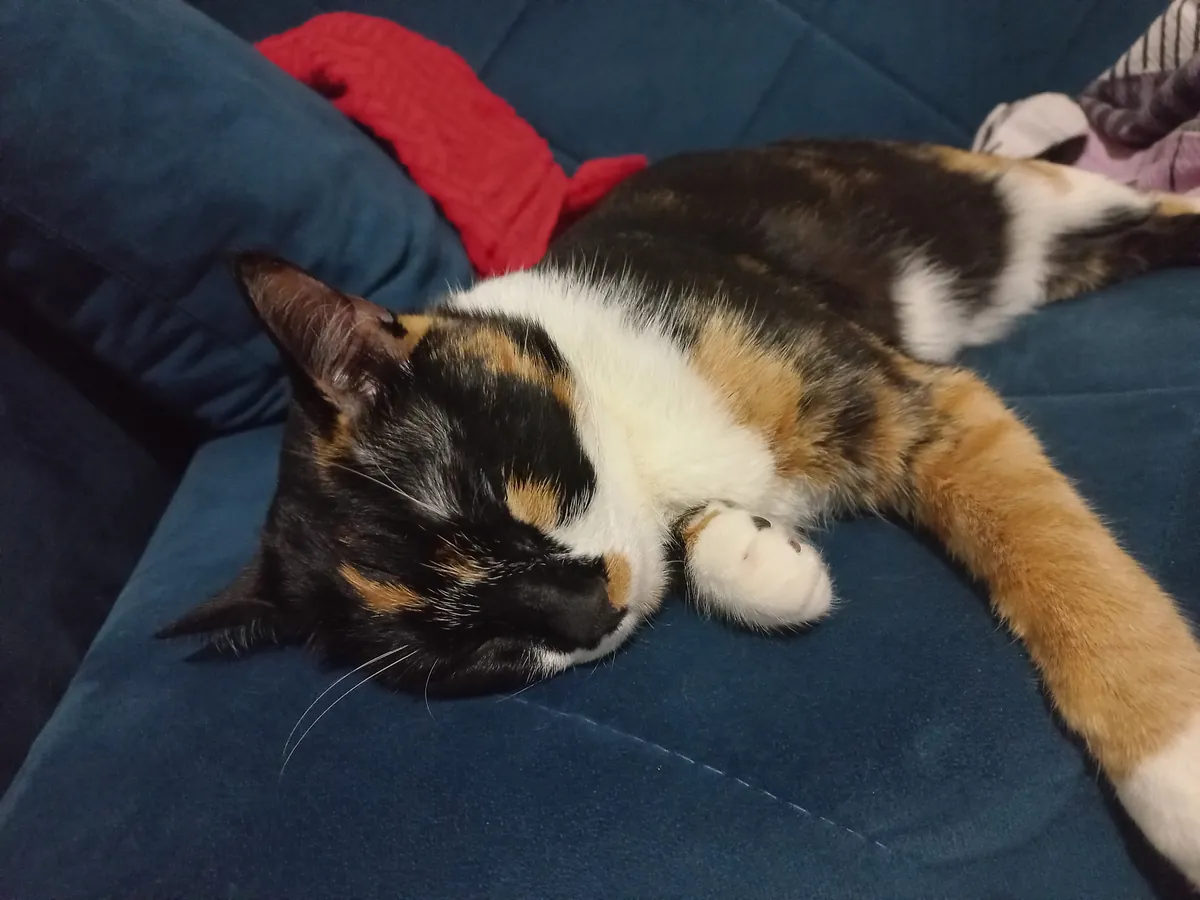 Chat tigré tricolore de 6 ans