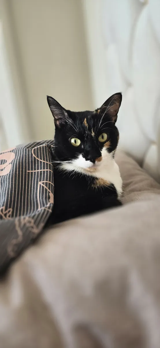 Chat tigré tricolore de 6 ans
