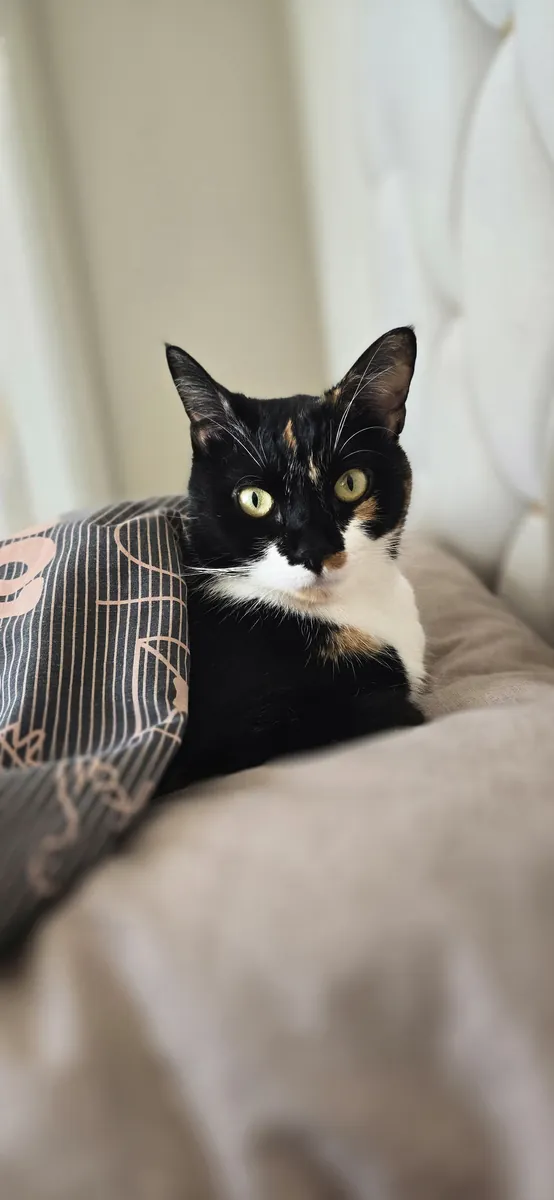 Chat tigré tricolore de 6 ans