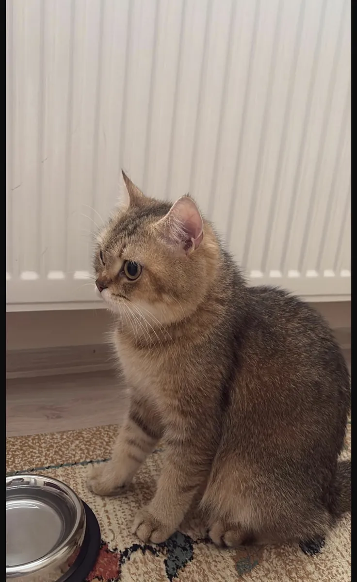 Looking for a new home