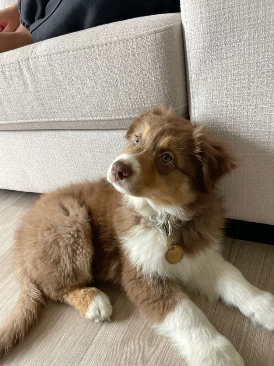 Australian Shepherd male looking for a committed home (free adoption)