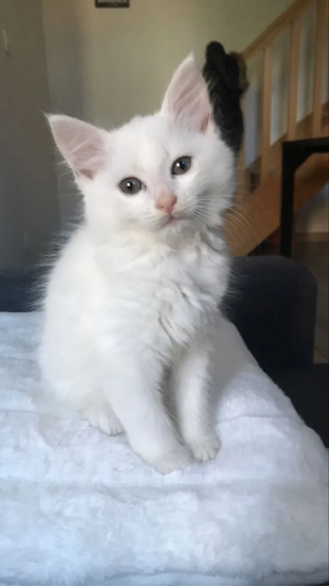Turkish Angora female kitten, elegant and raised indoors