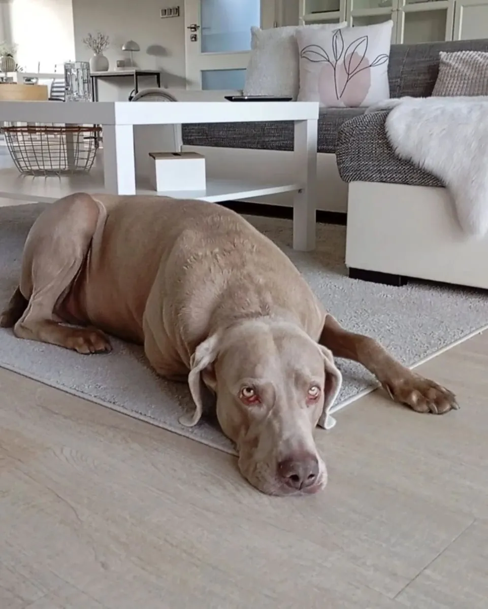 Lost Weimaraner male – silver grey, very gentle