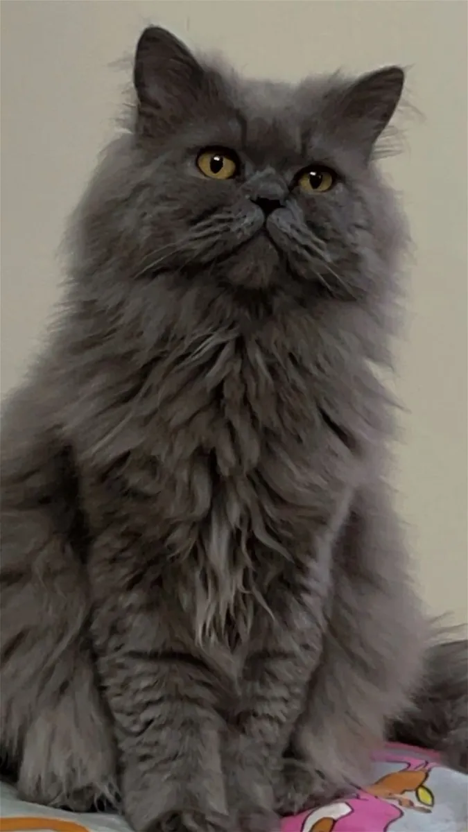 Persian male cat available for responsible breeding