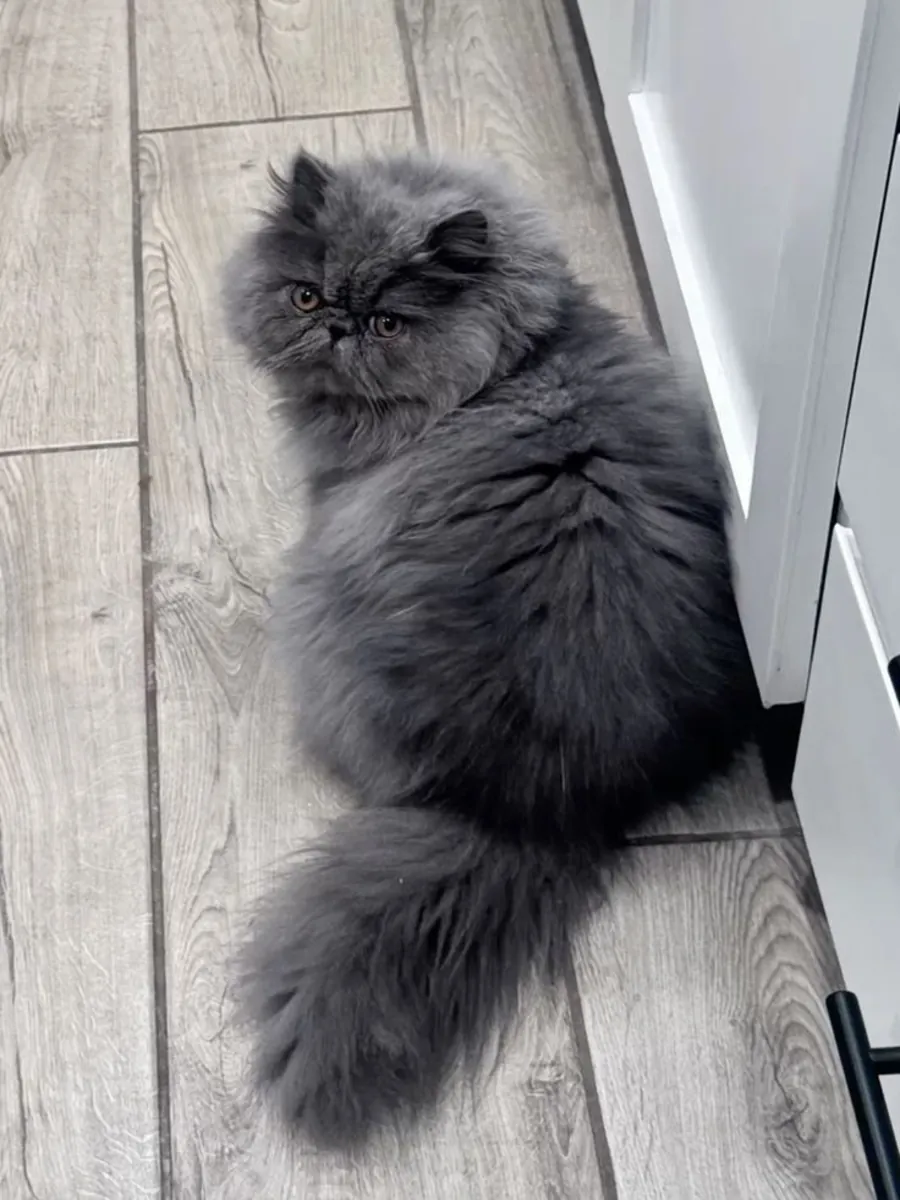 Persian male cat available for responsible breeding