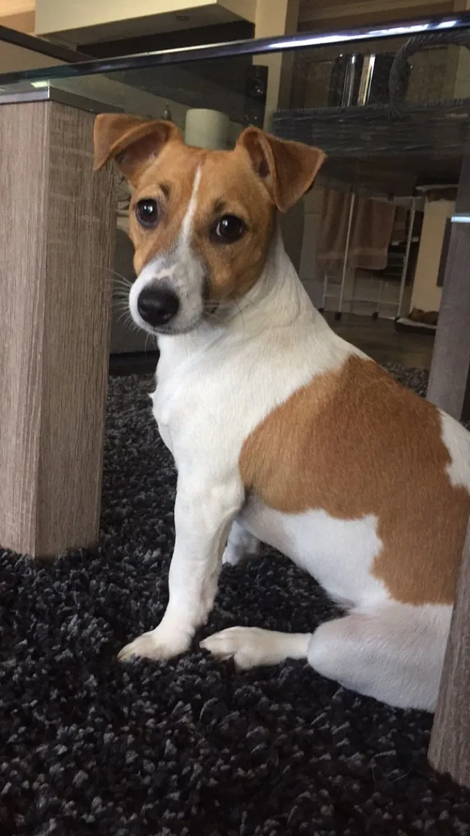 Sevgi dolu bir yuva arayan erkek Jack Russell Terrier (ücretsiz sahiplendirme).