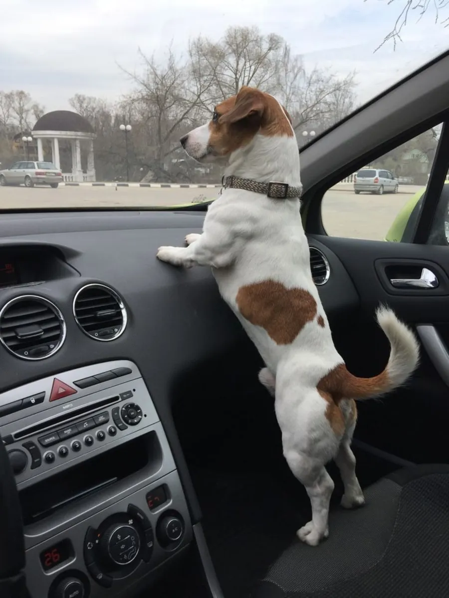 Sevgi dolu bir yuva arayan erkek Jack Russell Terrier (ücretsiz sahiplendirme).