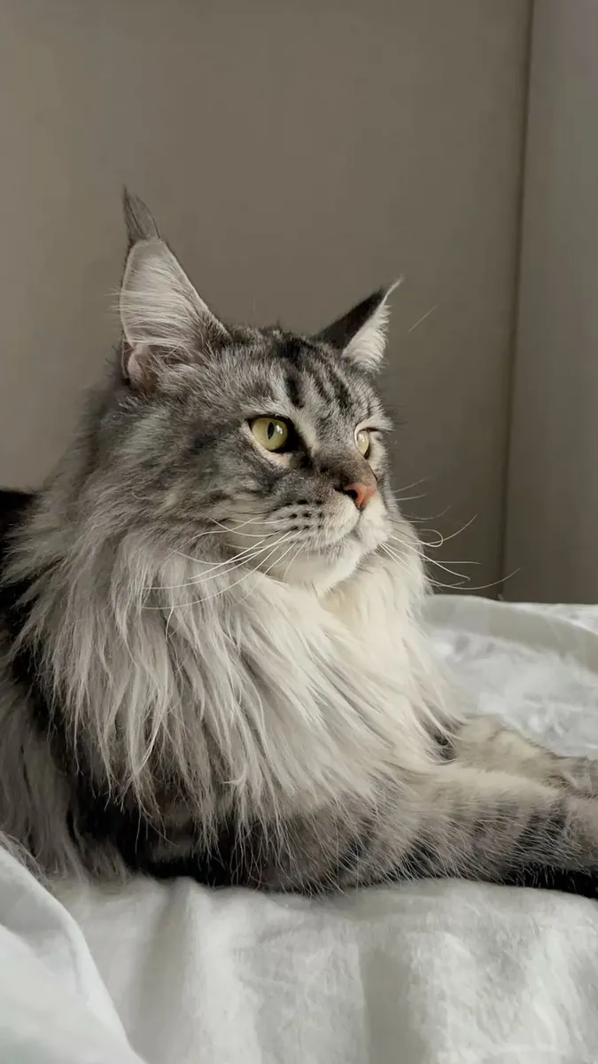 缅因猫雌性幼猫，室内精心饲养。