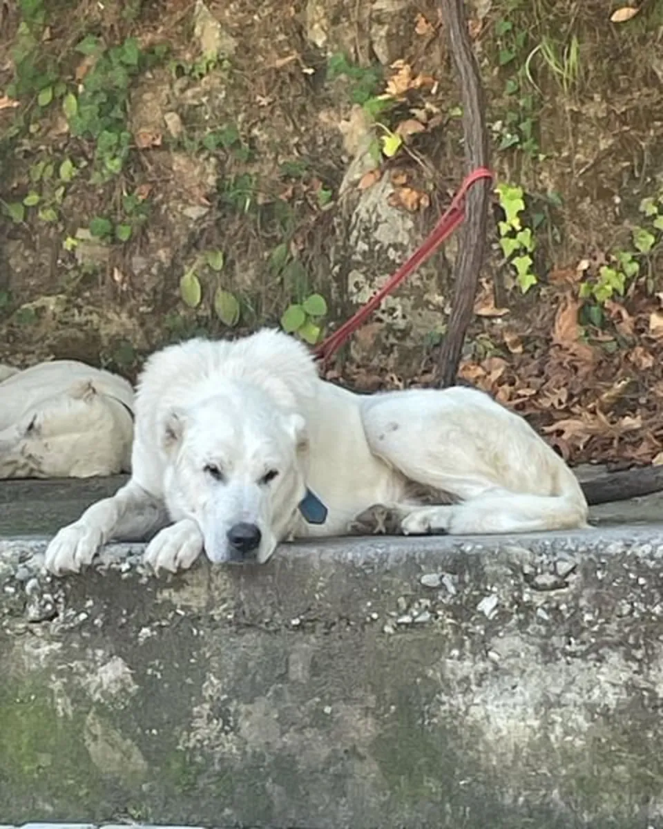 Lost Akbash male – white coat, calm temperament