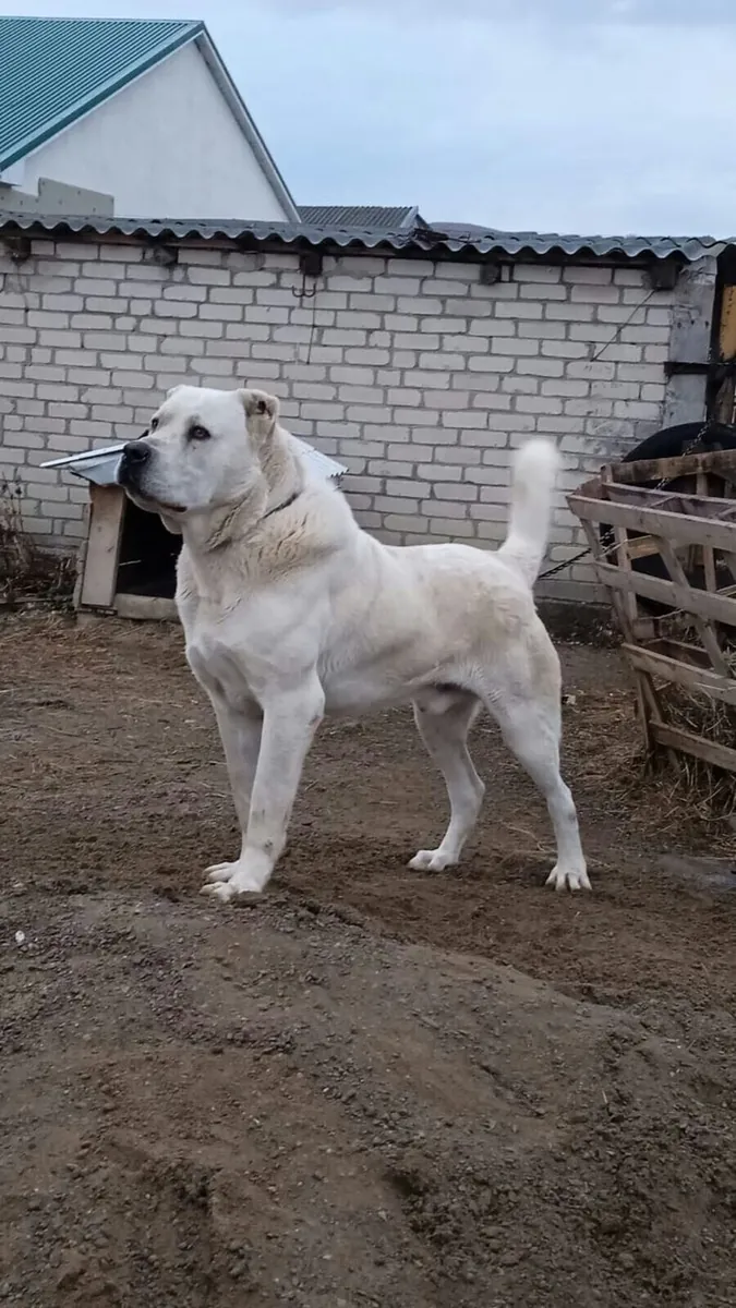 Lost Akbash male – white coat, calm temperament