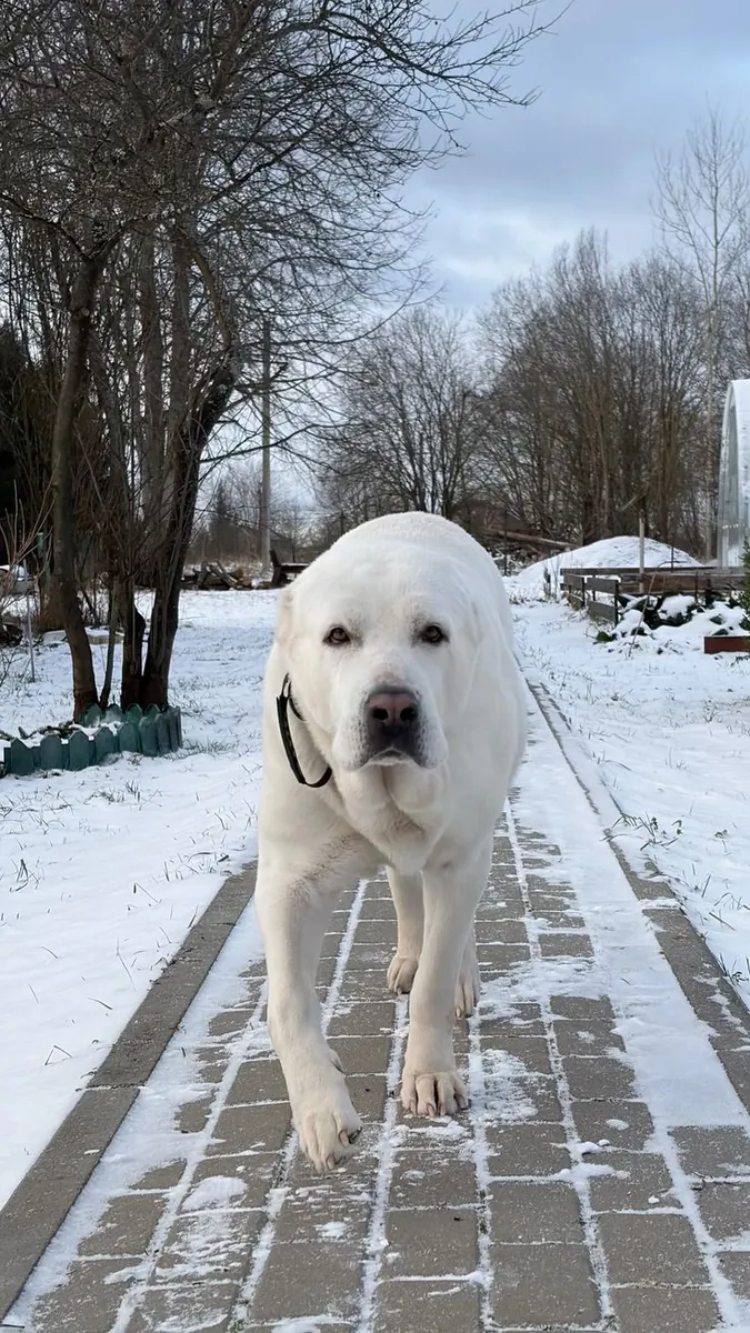 Lost Akbash male – white coat, calm temperament