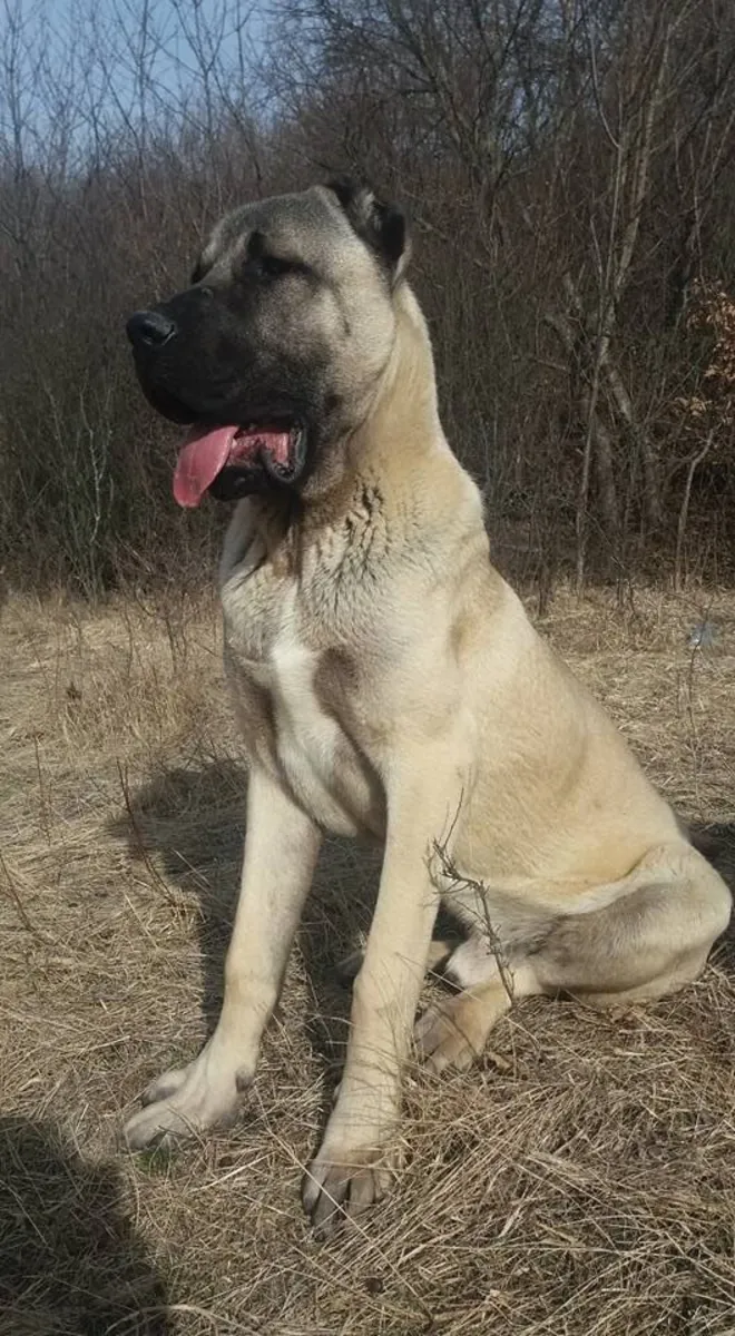 可供繁殖的坎高公犬