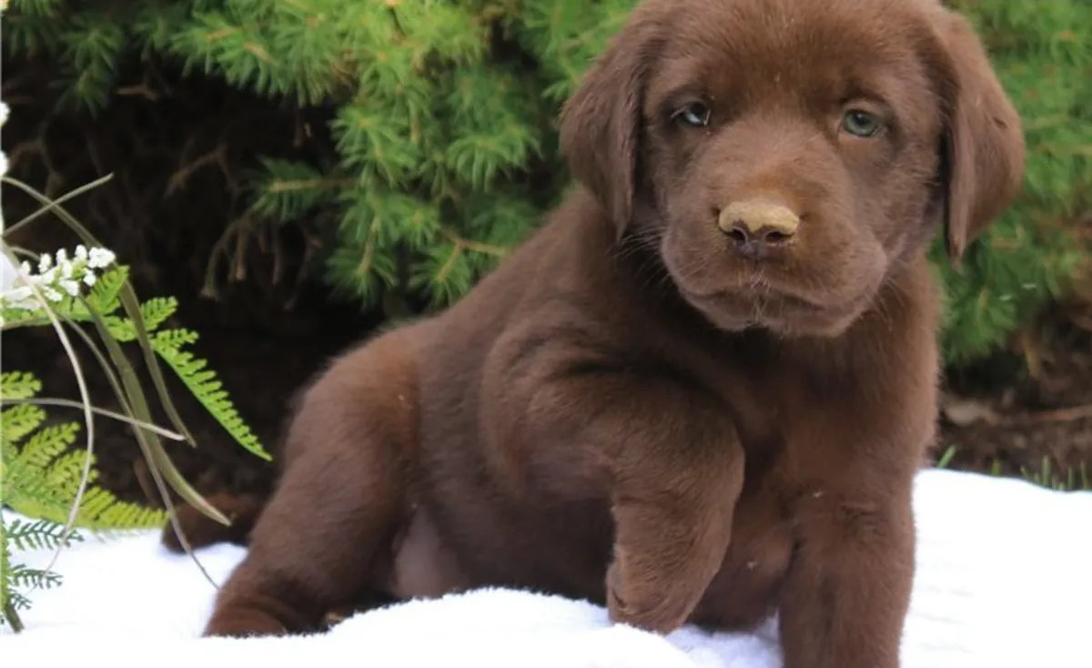 KC kayıtlı Labrador yavruları hazır.