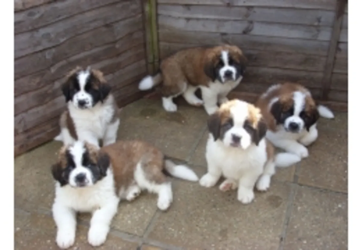 Smooth & Rough Coated Saint Bernard Puppies 