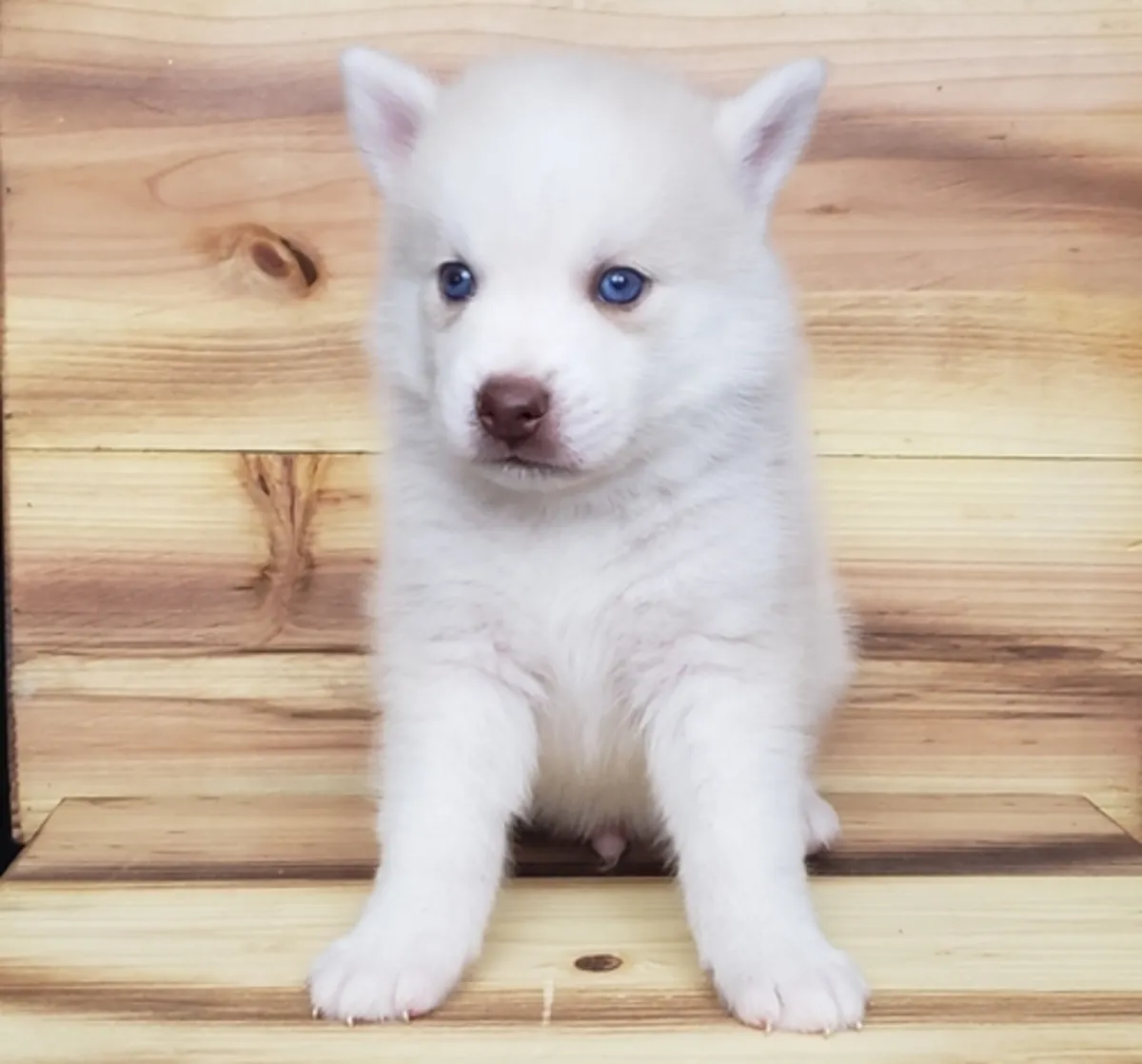 Home Reared Rare Blue Eyed Pomsky Puppy 