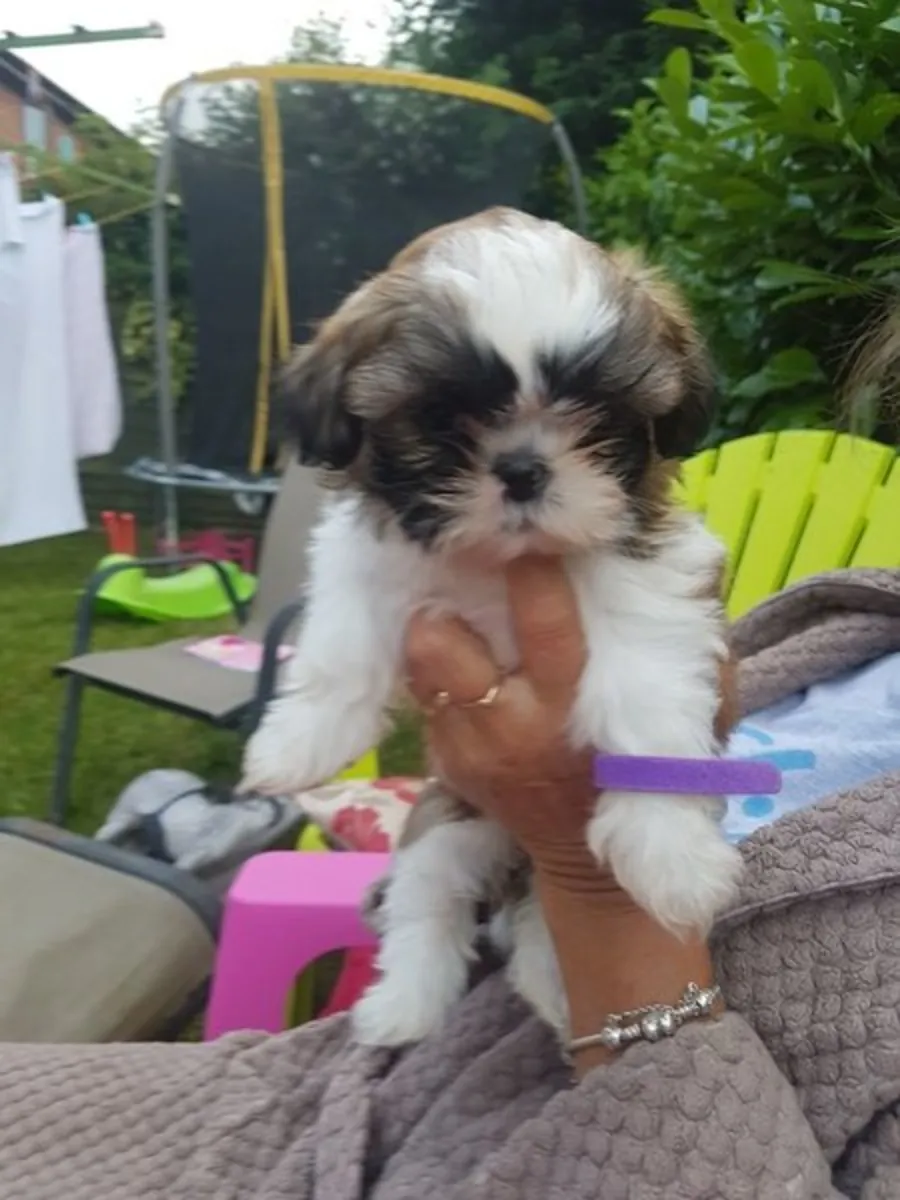 Magnifiques chiots Shih Tzu