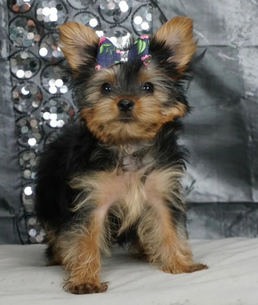 Chiots Yorkshire Terrier miniatures