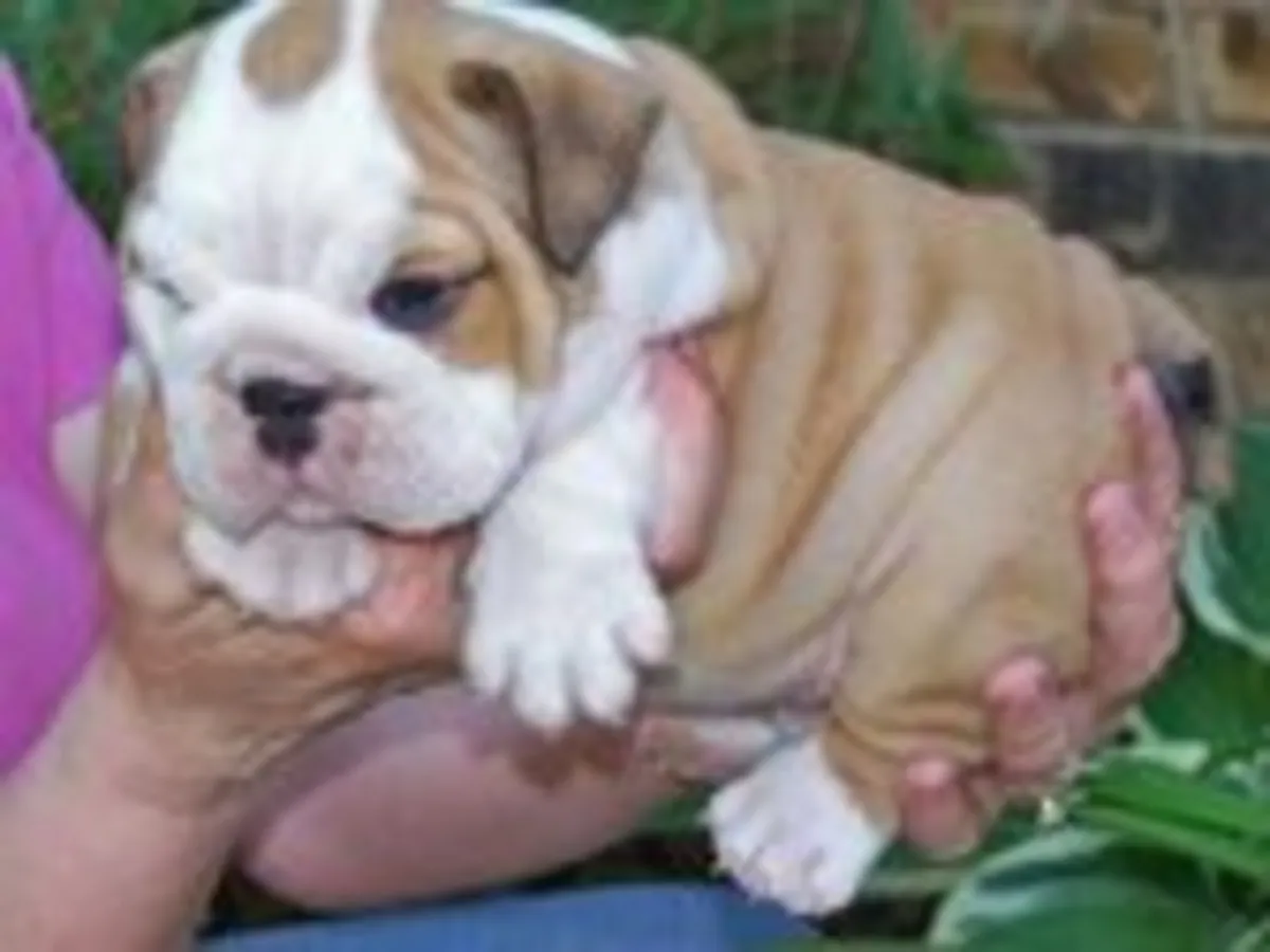 Gorgeous English Bulldog puppies available