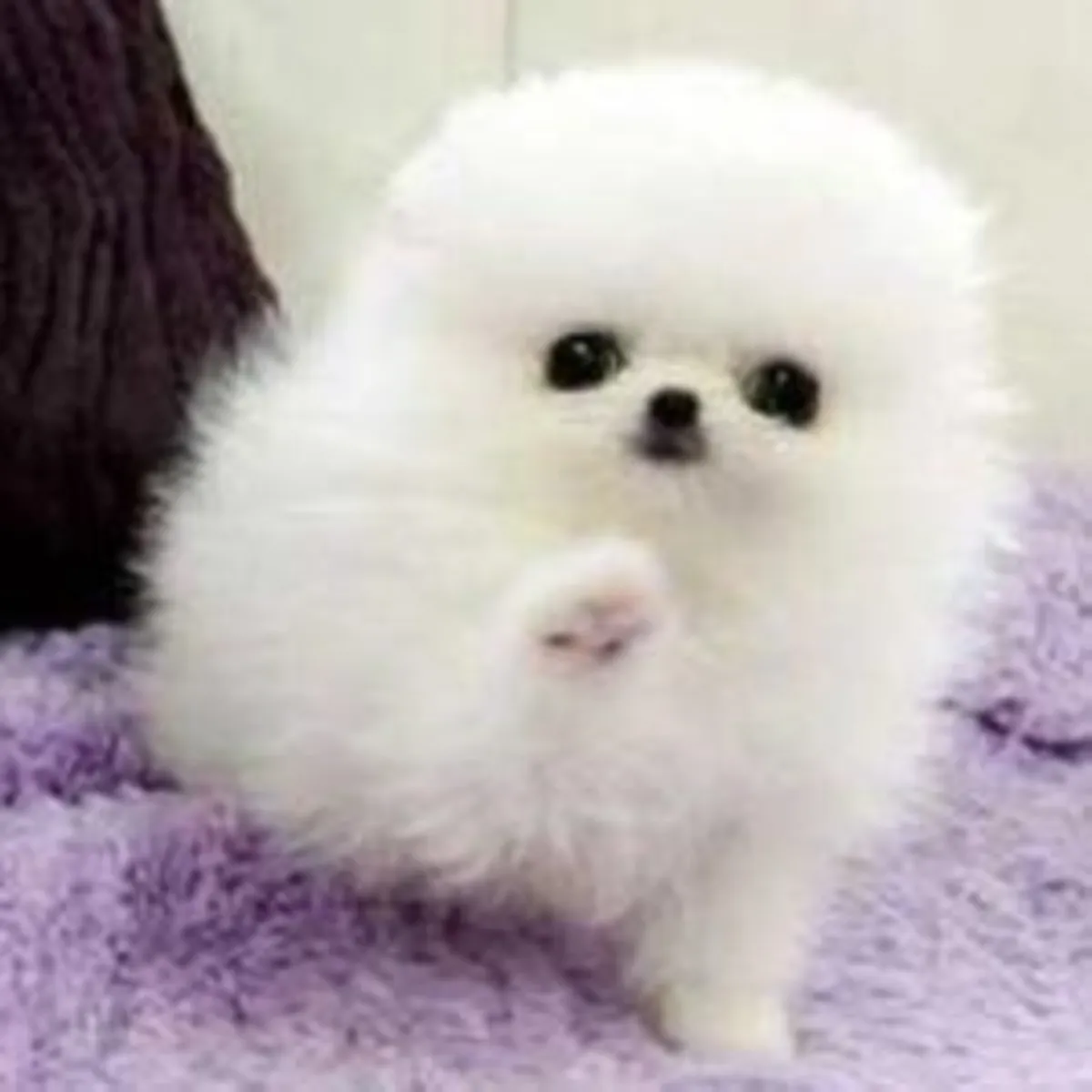 Two Awesome T-Cup Pomeranian Puppies