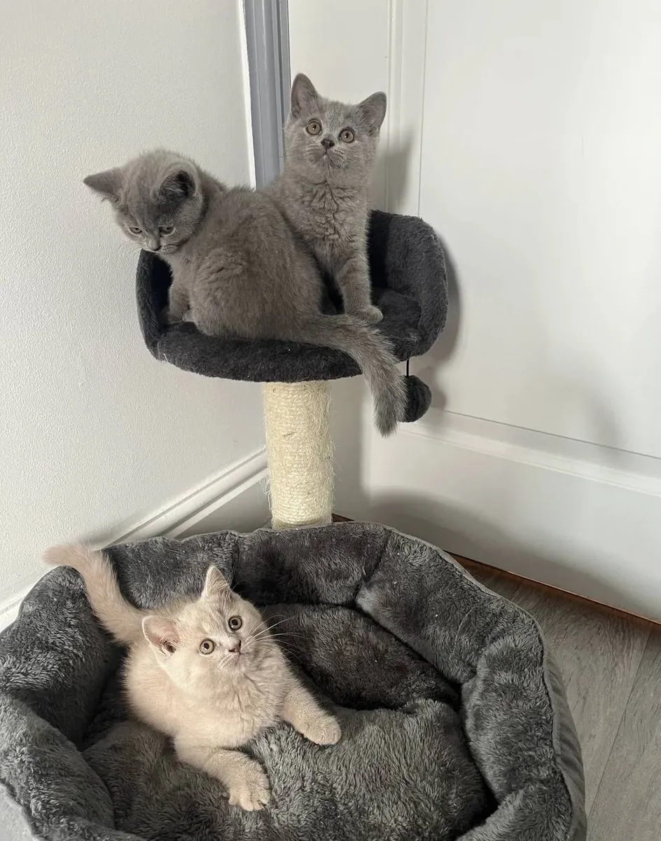自家饲养的英国短毛猫幼崽，正在寻找永远的家。