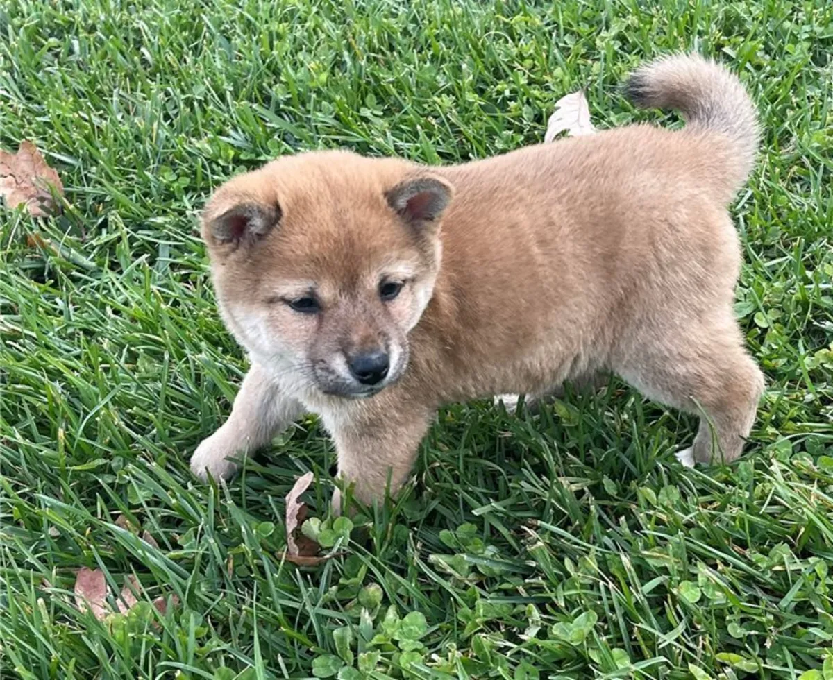 Chiots Shiba Inu japonais à vendre