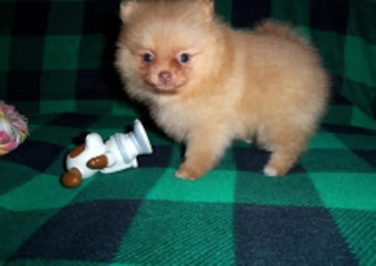 两只超棒的茶杯博美幼犬
