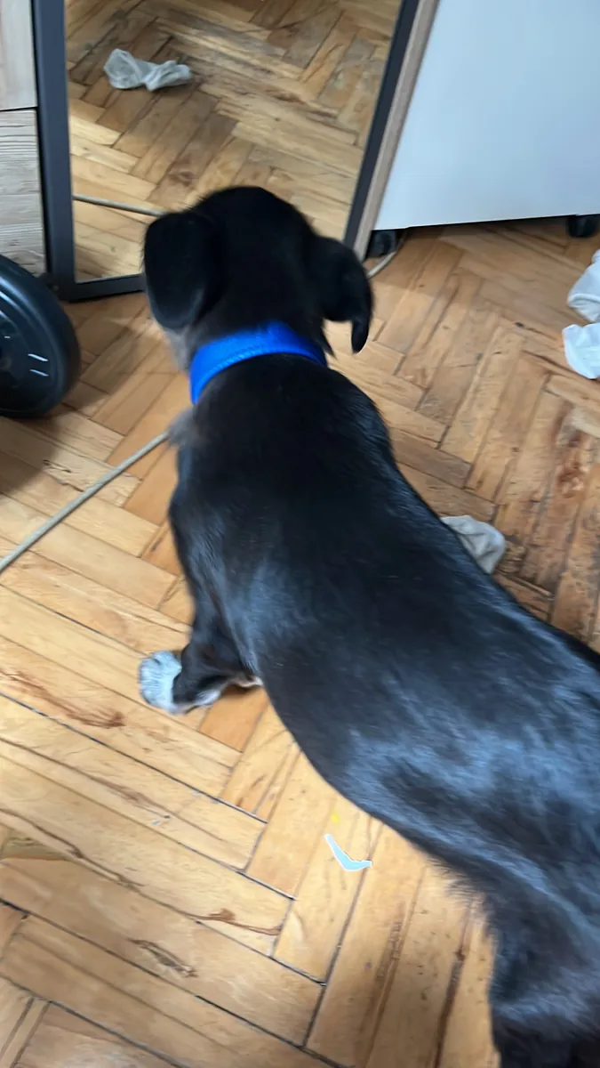 Chiot croisé Labrador de 4 mois.