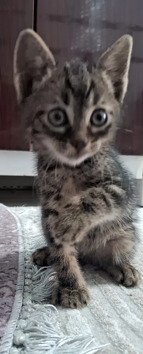 Анкарские котята