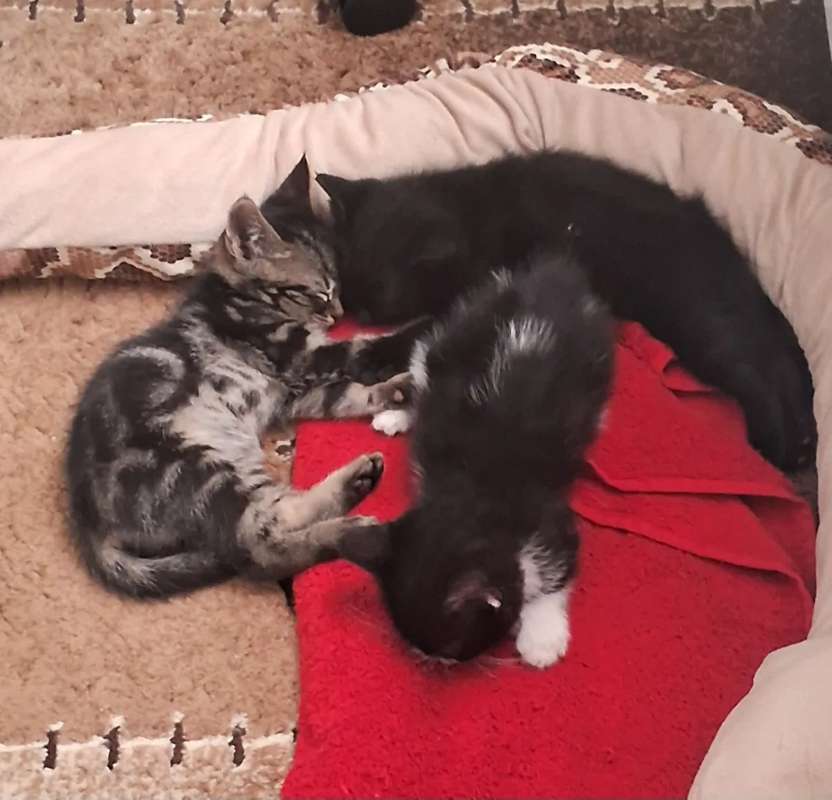 Анкарские котята