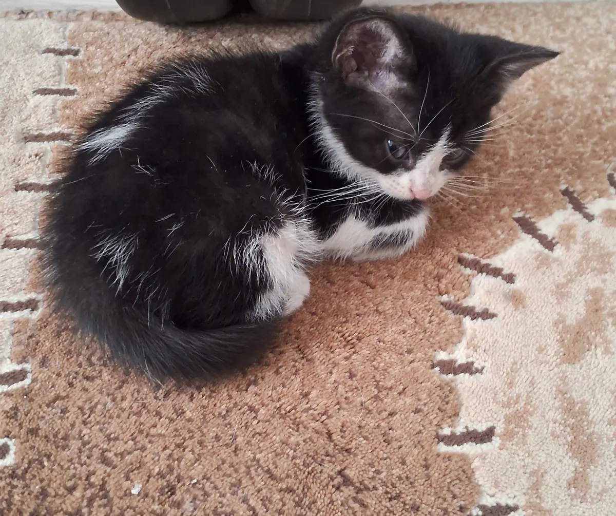Анкарские котята